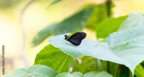 A Darkened White, Pereute charops, ssp. nigricans, butterfly, black and yellow in color, perched on a vibrant green leaf in Mexico