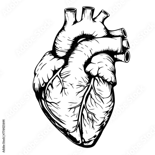 Anatomical Human Heart Line Art Vector Illustration
