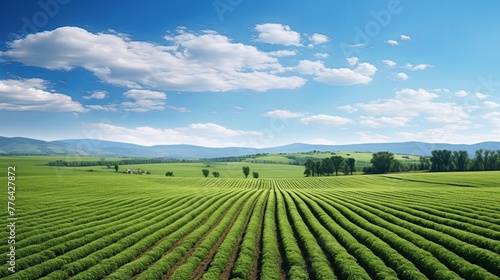 Beautiful spring landscape of agro field on background of blue sky. Copy space, summer green landscape