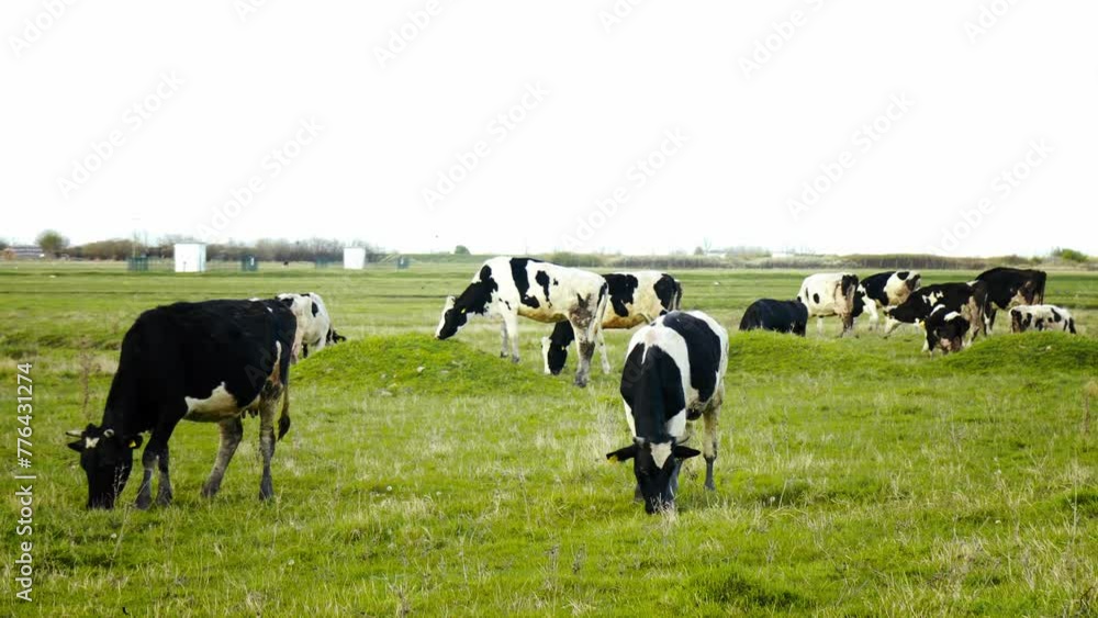 Sunlit Pastures: Grazing Cows in a Golden Field Sunlit Pastures: Grazing Cows in a Golden Field
