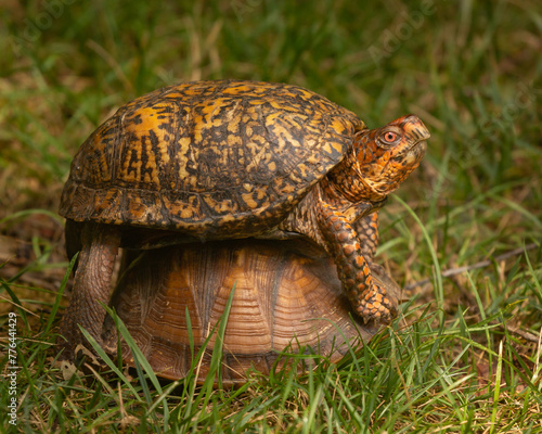 Eastern Box Turtles mating