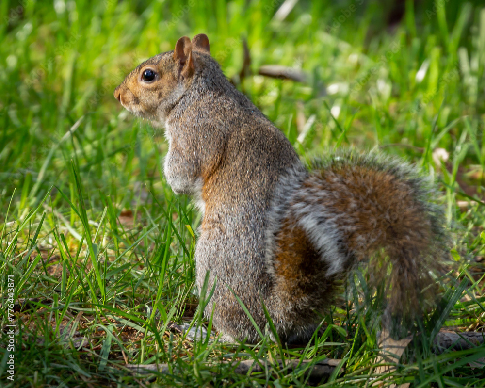 Eastern Gray squirrel Eastern Gray squirrel