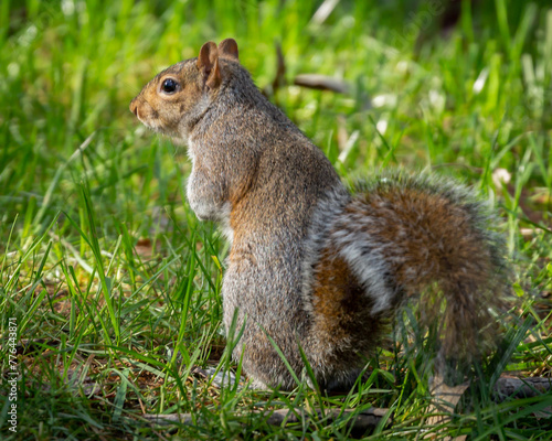 Eastern Gray squirrel