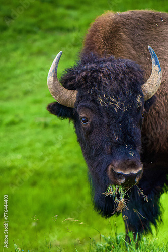 Bison