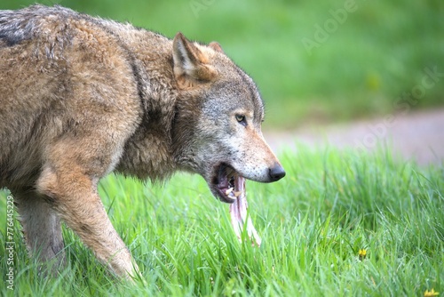 Salivating wolf hangs tongue out 