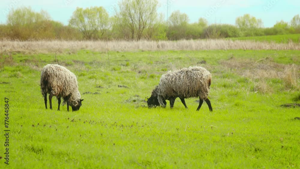 Sunlit Meadows: A Grazing Haven for Sheep Sunlit Meadows: A Grazing Haven for Sheep