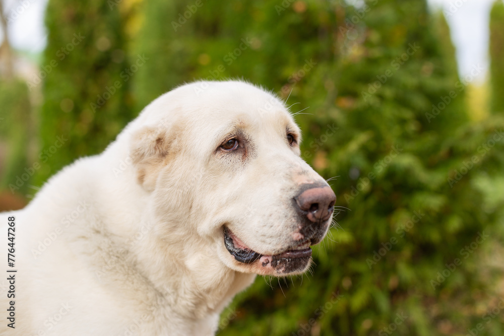 Portrait of a large white dog in the park in summer. Alabai Central Asian Shepherd Dog is a dog without ears.