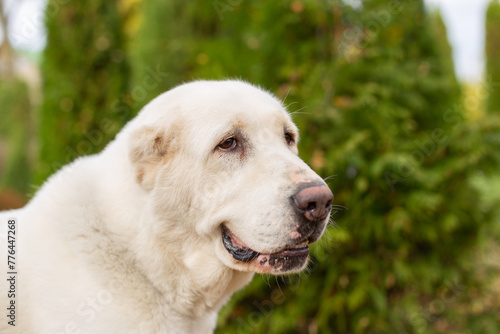 Portrait of a large white dog in the park in summer. Alabai Central Asian Shepherd Dog is a dog without ears.