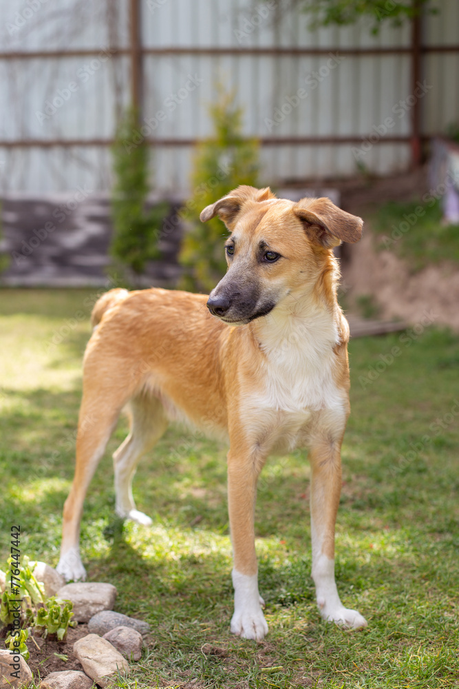 A young red dog in the yard. Dog in summer. Looking away. A young red dog in the yard. Dog in summer. Looking away.