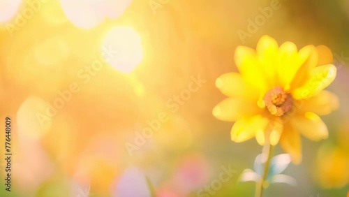 Nature view of yellow flower on blurred background