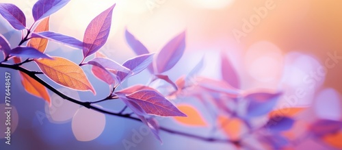Cluster of vibrant purple leaves dangling from a branch, illuminated by a radiant light in the background photo