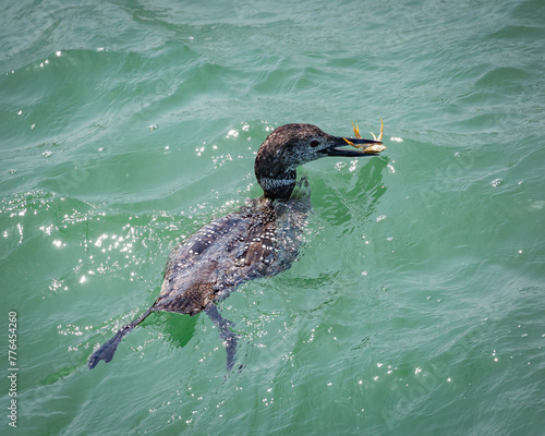 Diving bird surfaced with a crab in its beak.