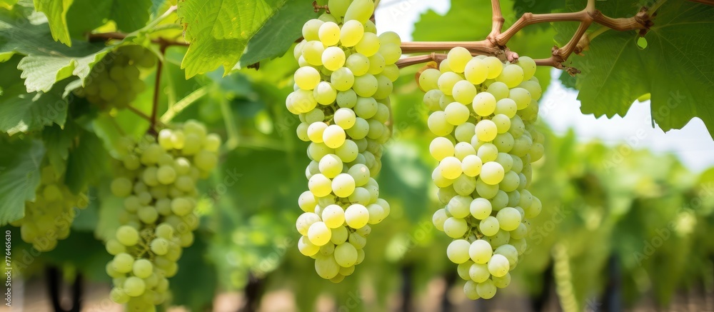 Green Grape Clusters in Sunlit Vineyard Green Grape Clusters in Sunlit Vineyard