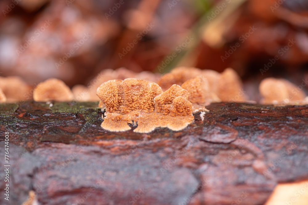 Orange fungus growing on decaying wood.