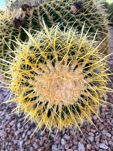cactus with thorns