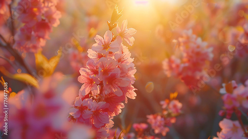 Sunlight filtering through cherry blossoms in a botanical garden at sunrise - botanical beauty