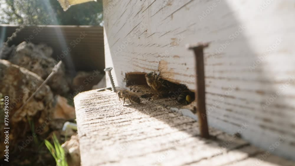 A bee with yellow clumps of gathered pollen on its legs flies into the hive. A bee with yellow clumps of gathered pollen on its legs flies into the hive.