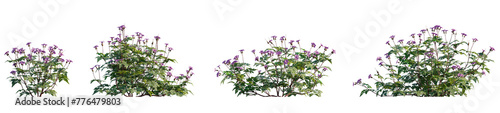 Geranium robertianum - Herb Robert, cranesbill, plant with pink flowers set frontal isolated png on a transparent background perfectly cutout 
