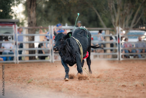 Black steer running through rodeo arena after rider has fallen off
