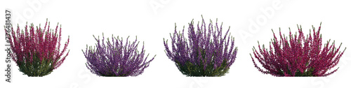 Calluna vulgaris (common, scotch, scottish heather, ling, heather) shrub plant set frontal bush isolated png on a transparent background perfectly cutout 
