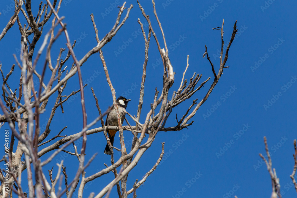 Whit-eared bulbul in its natural habitat with lovely details Whit-eared bulbul in its natural habitat with lovely details