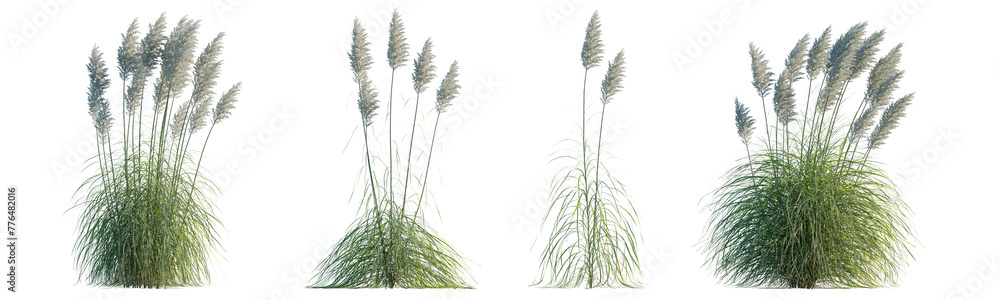 Set of Cortaderia selloana Pumila grass or dwarf pampas grass isolated png on a transparent background premium cutout high resolution Set of Cortaderia selloana Pumila grass or dwarf pampas grass isolated png on a transparent background premium cutout high resolution