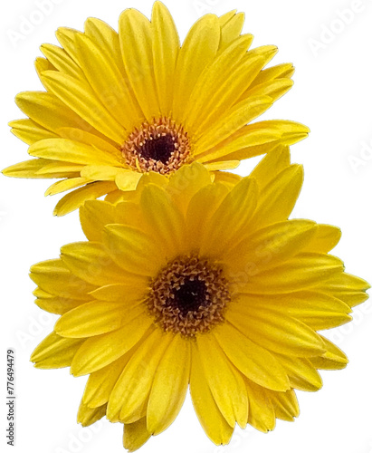 daisies isolated 