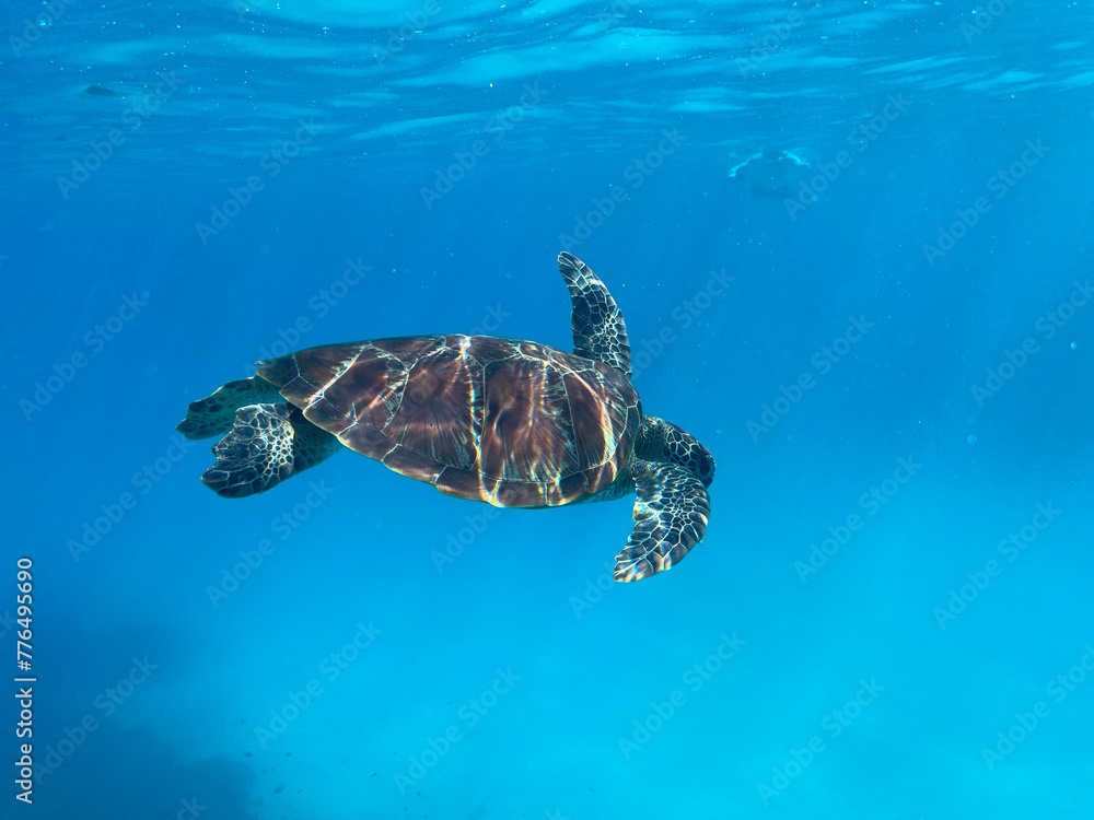 Obraz premium Diving and snorkelling with a Green Turtle at Lady Musgrave Island, on the Great Barrier Reef, Queensland, Australia