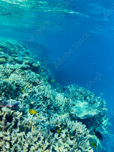 Diving and snorkelling at Lady Musgrave Island, on the Great Barrier Reef, Queensland, Australia