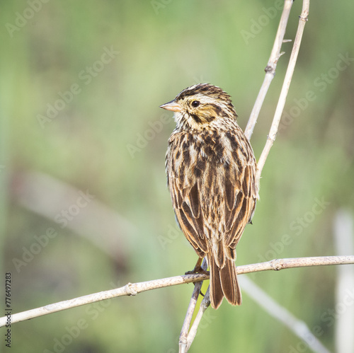 A Savannah Sparrow at the Stick Marsh in Florida.