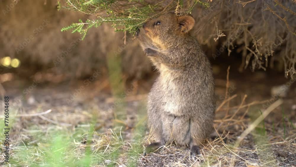 Quokka - Setonix brachyurus small macropod size of domestic cat, Like marsupials kangaroo and wallaby is herbivorous and mainly nocturnal, smaller islands off the coast of Western Australia, cute pet. Quokka - Setonix brachyurus small macropod size of domestic cat, Like marsupials kangaroo and wallaby is herbivorous and mainly nocturnal, smaller islands off the coast of Western Australia, cute pet.