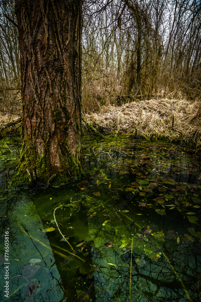 Fototapeta premium Swamp inside a dense forest. Flood in the forest. Thick yellow grass after winter. Old trees inside a swamp. Mysterious place in the forest. Water in the forest