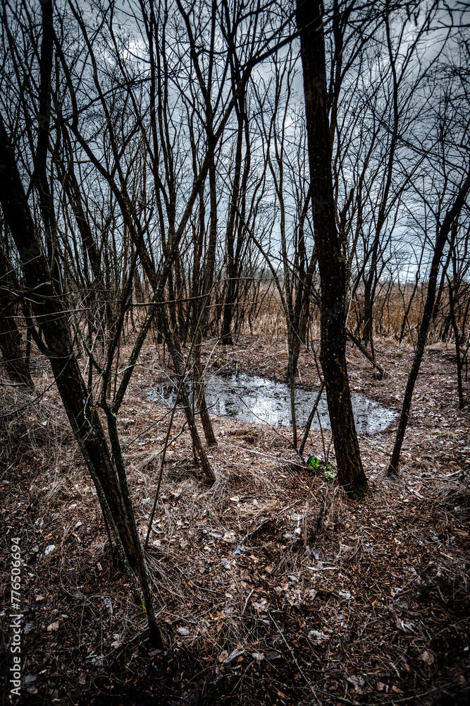 Swamp inside a dense forest. Flood in the forest. Thick yellow grass after winter. Old trees inside a swamp. Mysterious place in the forest. Water in the forest