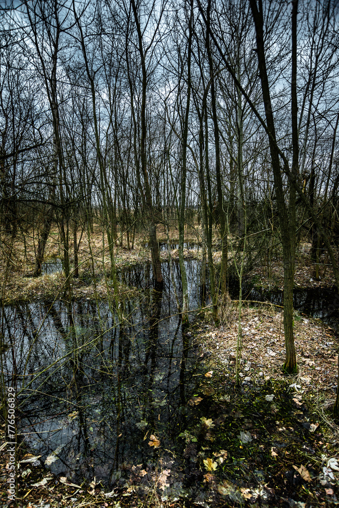 Swamp inside a dense forest. Flood in the forest. Thick yellow grass after winter. Old trees inside a swamp. Mysterious place in the forest. Water in the forest