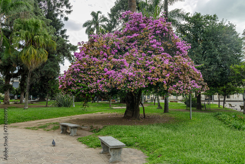 Pink lapacho (Handroanthus impetiginosus) in the Plaza Belgrano in San Salvador de Jujuy. photo