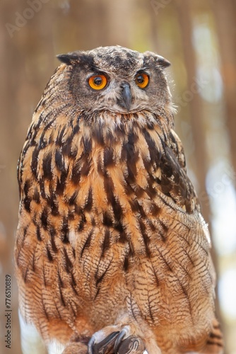 great horned owl , owl, bird, animal, wildlife, nature, predator, wild, eyes, beak, brown, feathers,hunter, portrait, feather, bird of prey, birds, nocturnal