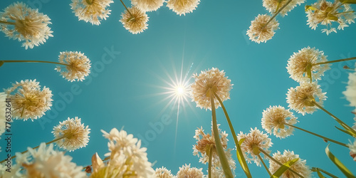 dandelion flower with sky