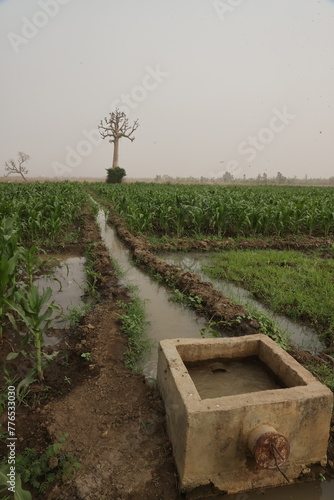 irrigation dun champs de mais en sais seche photo