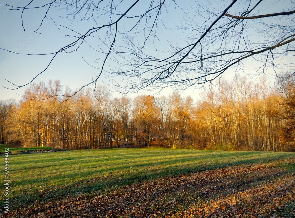 Naklejka premium The setting sun casts long shadows over a grassy meadow, framed by bare tree branches.