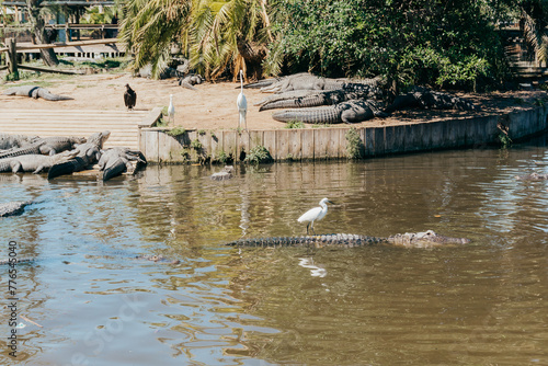 Gatorland in Orlando, FL photo