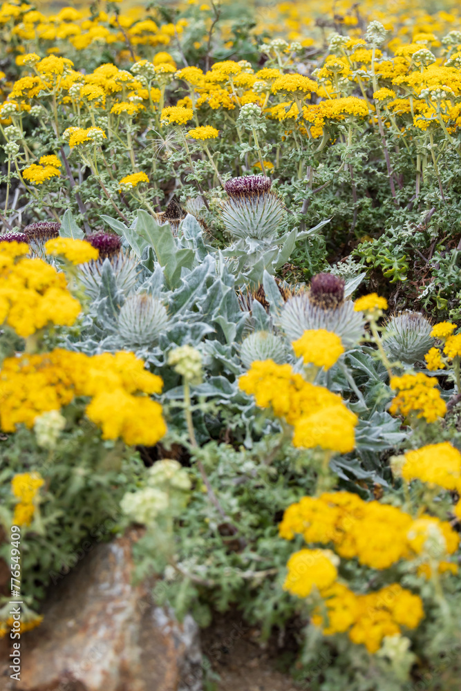 Obraz premium Purple thistles and yellow wildflowers in a field