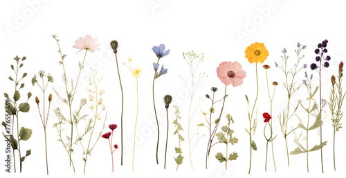 Collection of flat herbarium colourful wildflowers on transparent background