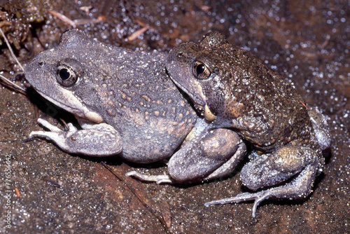Australian Coastal Banjo Frogs in amplexus photo
