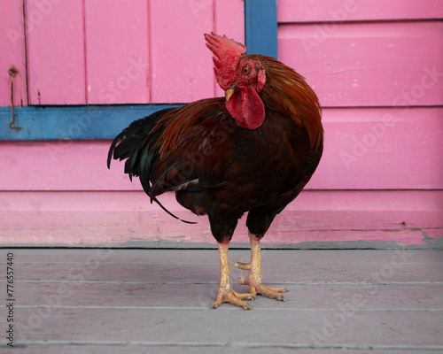 Rooster posing next to a pink building in the Gap in Barbados