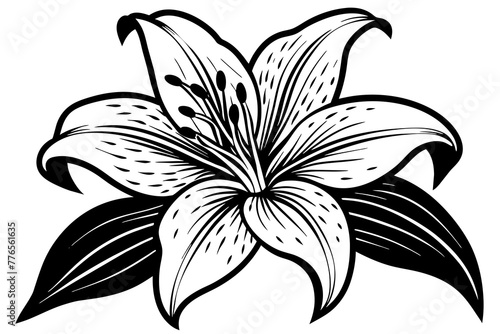 Fototapeta Naklejka Na Ścianę i Meble -  lily flower isolated on white