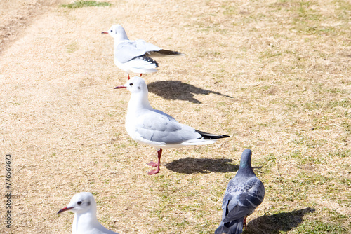 旧仲川水辺公園の水鳥