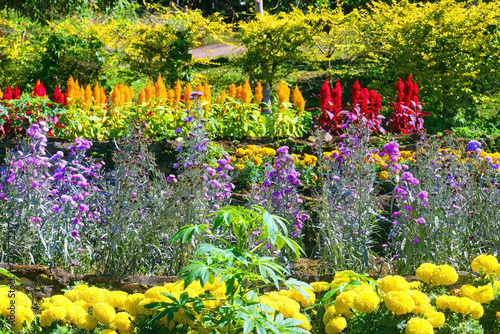 Beautifully colorful flowers on hill