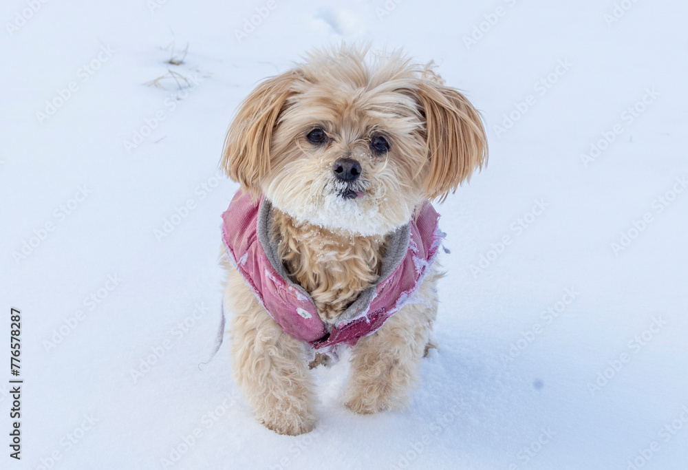 Rare apricot colored purebred Maltese dog standing in the snow staring up at the camera. Rare apricot colored purebred Maltese dog standing in the snow staring up at the camera.