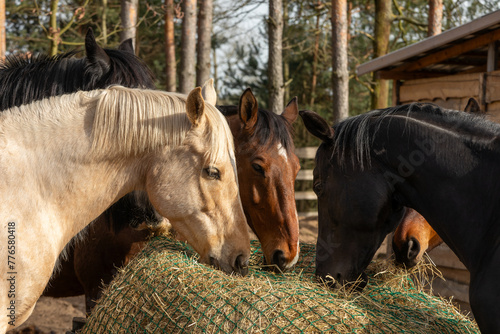 Close up view of a herd of horses eats hay from a slow feeder hay net in a paddock in a forest outdoor area. 