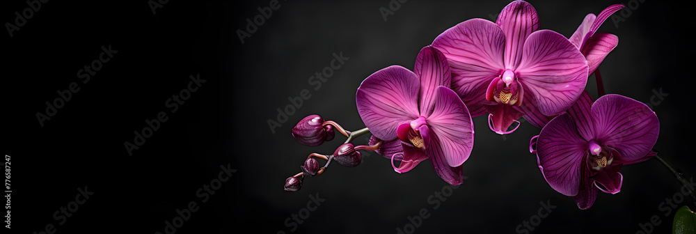 purple orchid flower,
 Dark purple orchid flower in black background